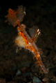   Roughsnout ghost pipefish .... eggs  